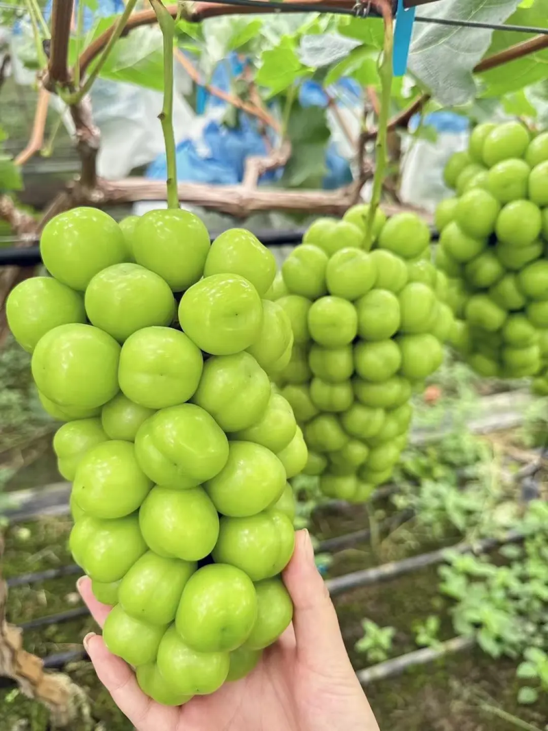 阳光玫瑰精品葡萄产地直发串型好颗粒大质量三包