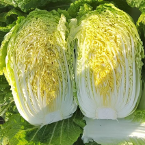 小秋黄白菜，黄心小白菜，小白菜