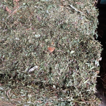 海金沙草