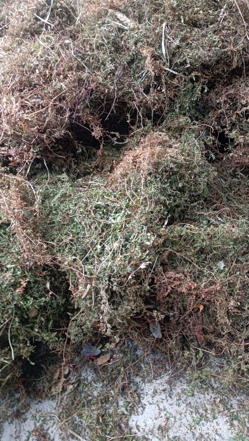 海金沙草