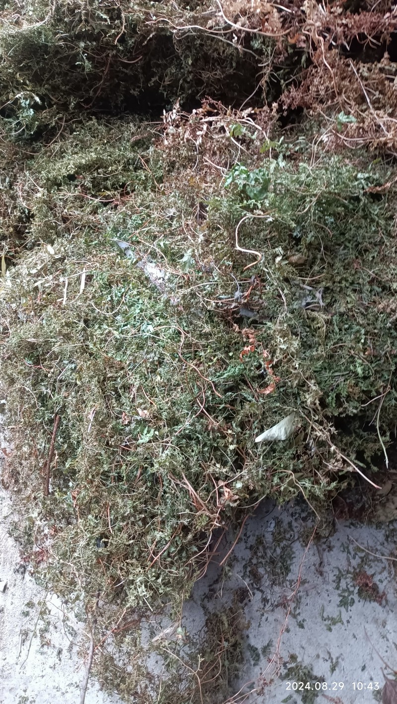 海金沙草