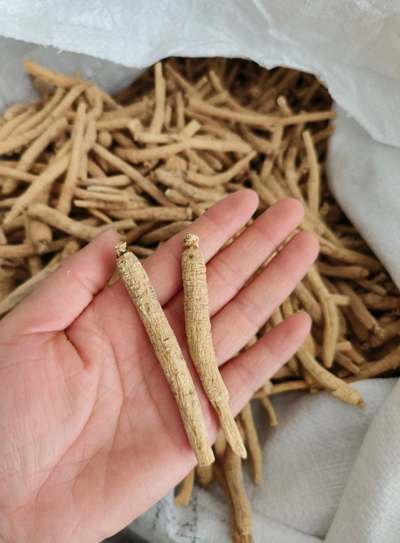 西洋参个长支西洋参个纯干西洋参花旗参包邮