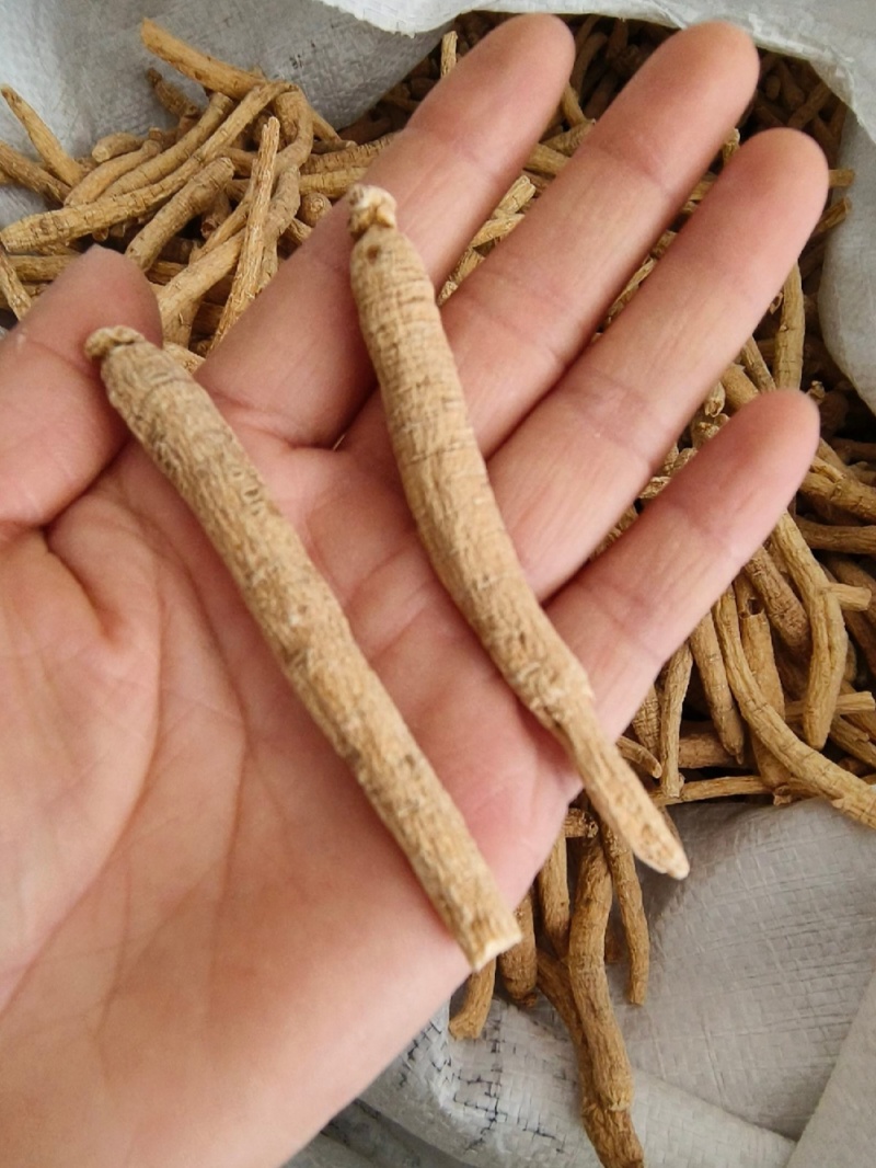 西洋参个长支西洋参个纯干西洋参花旗参包邮