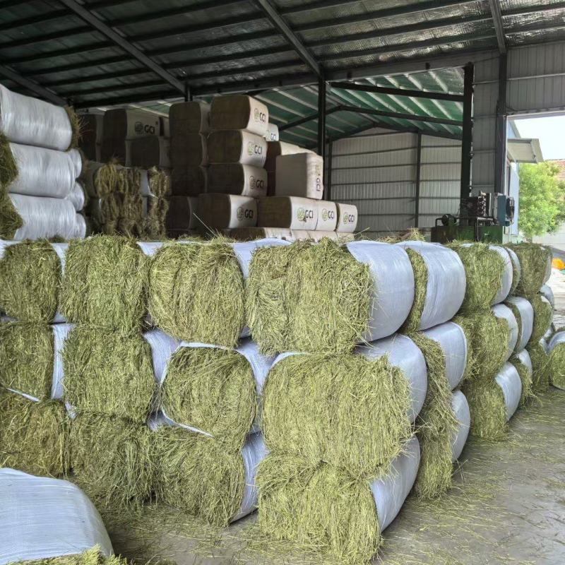 羊草马草牛草特等羊草继续入库，新收割二茬草，颜色绿，叶