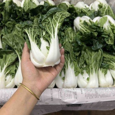 奶白菜
