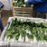 奶白菜