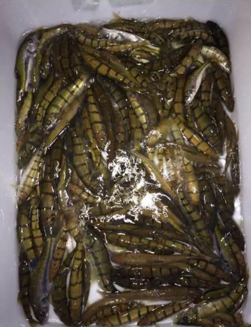 循环水养殖溪水石斑鱼