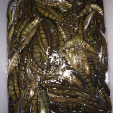 循环水养殖溪水石斑鱼