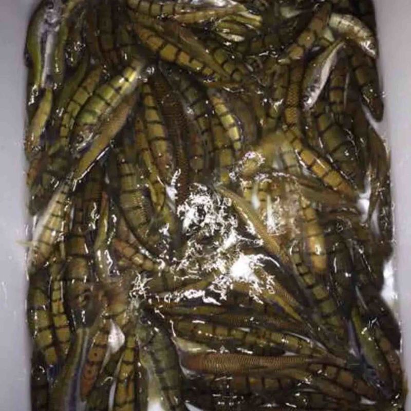 循环水养殖溪水石斑鱼