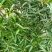 白花牛奶根