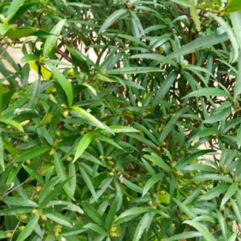 白花牛奶根