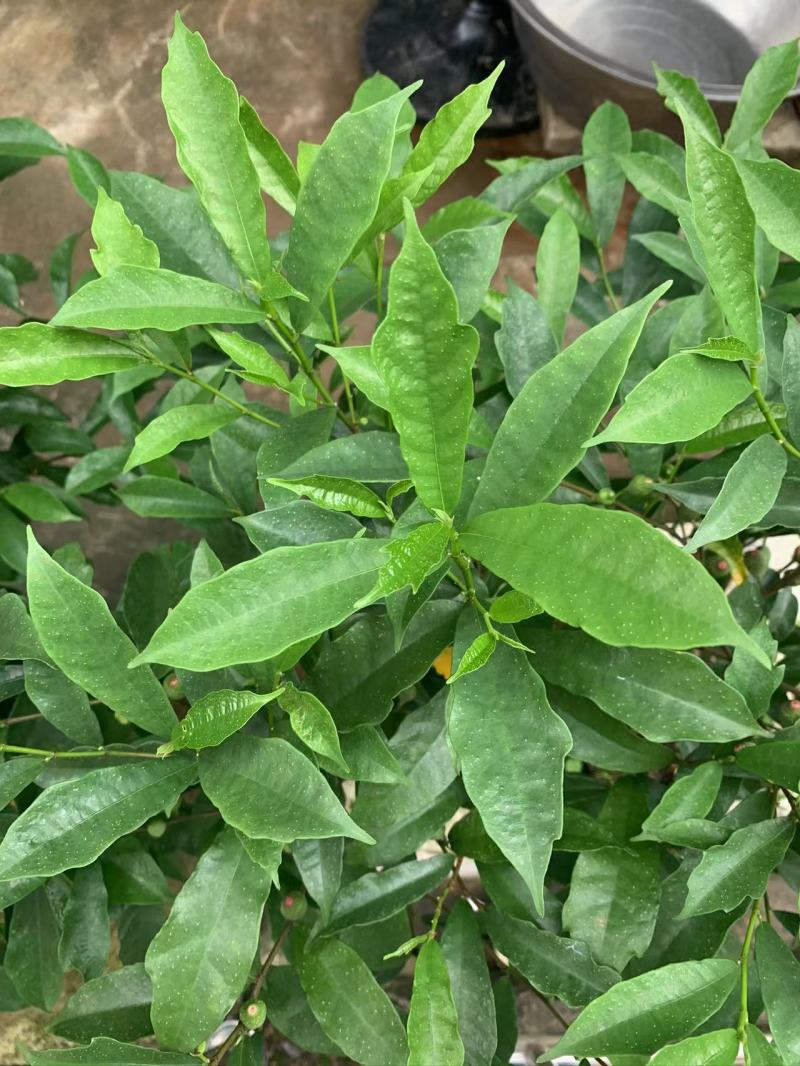 白花牛奶根