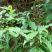 白花牛奶根