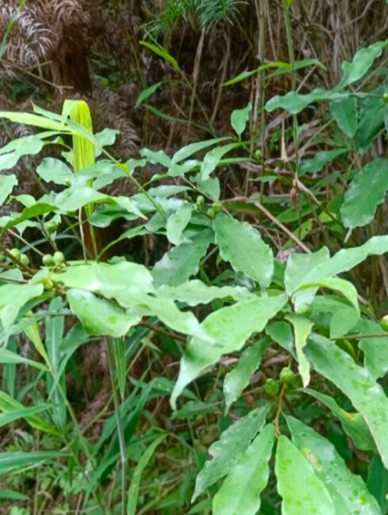 白花牛奶根
