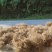 白花牛奶根