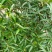 白花牛奶根