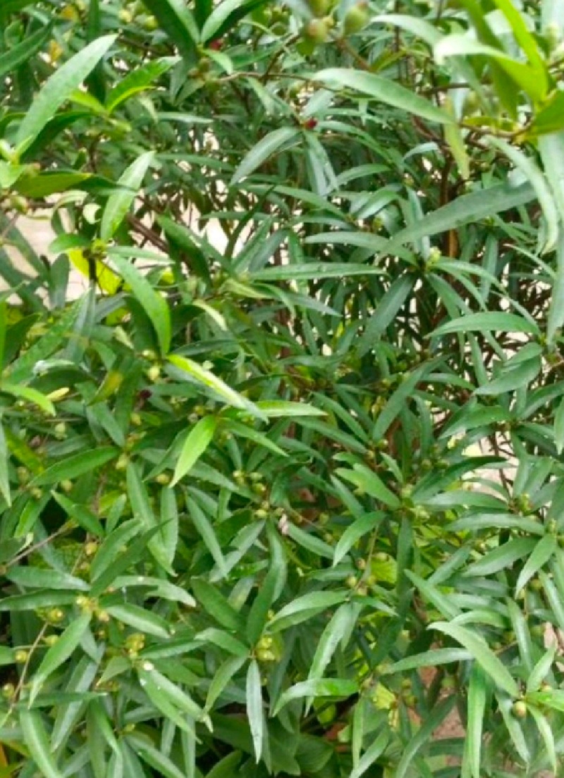白花牛奶根