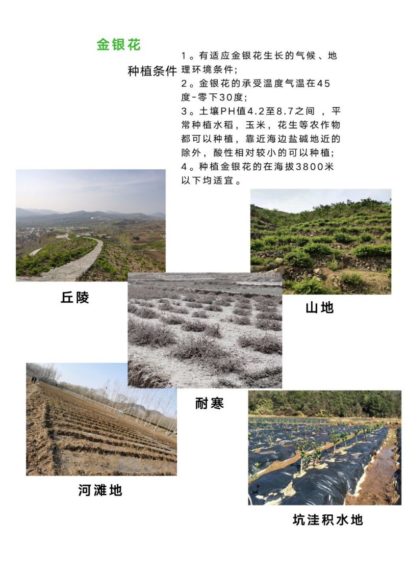 鲁平一号北花金银花苗高产型超长花期基地直销种植回收