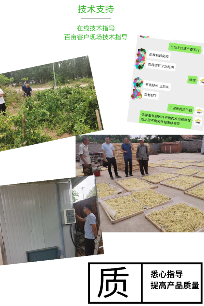 鲁平一号北花金银花苗高产型超长花期基地直销种植回收
