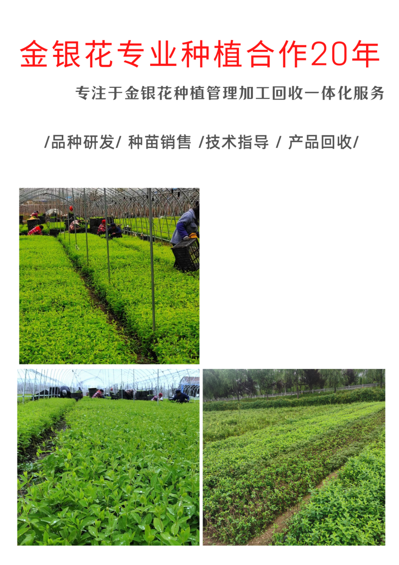 鲁平一号北花金银花苗高产型超长花期基地直销种植回收