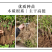 鲁平一号北花金银花苗高产型超长花期基地直销种植回收