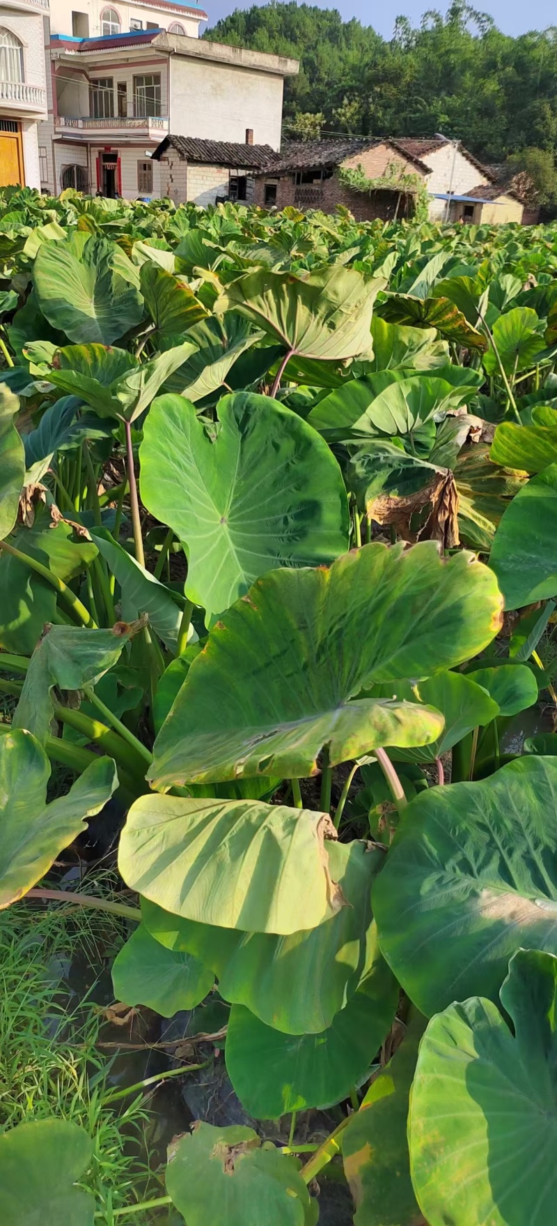 芋头，广西芋头，荔浦芋头，切片芋头，真空包装芋头