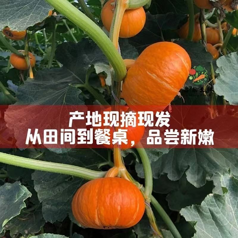 源头红贝贝南瓜一件代发对接电商4.5斤粉糯香甜红宝贝红魔