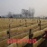 【纯红薯粉条】不纯包退河南特产传统工艺本场证件齐全