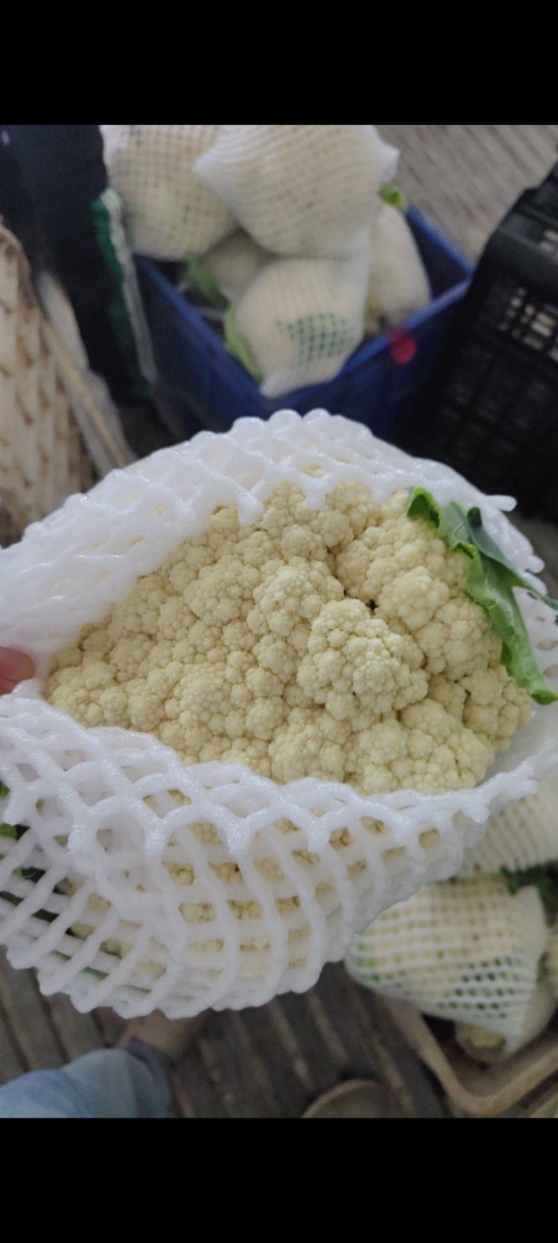 大量供应精品花菜，质量好，价格美丽有需要的联系我！