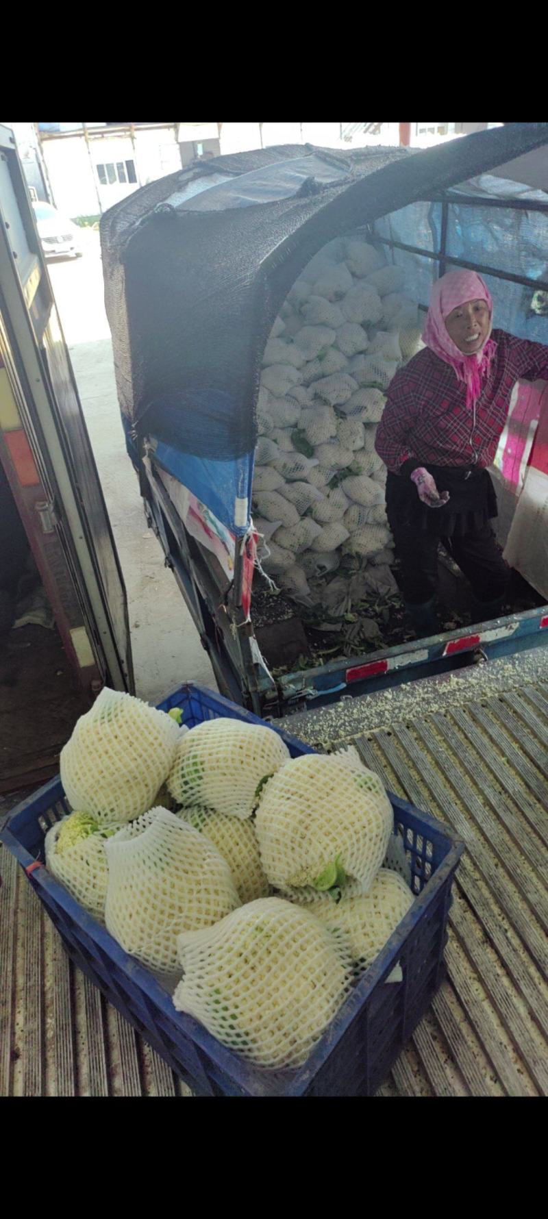大量供应精品花菜，质量好，价格美丽有需要的联系我！