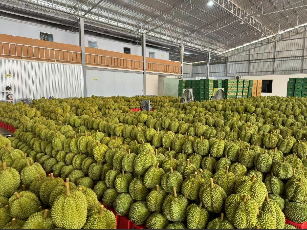 超市货架上摆放整齐的多个金枕榴莲供顾客挑选