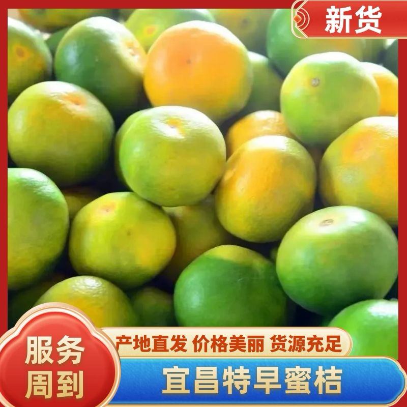 蜜橘湖北宜昌蜜橘大量上市了老板热情价格美丽可致电