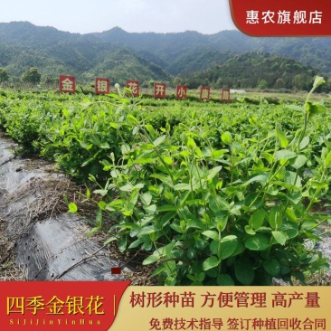 金花三号金银花苗顺丰包邮高成活包品种包回收技术指导