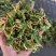 山东金银花包全检农残常年收购可按需供货