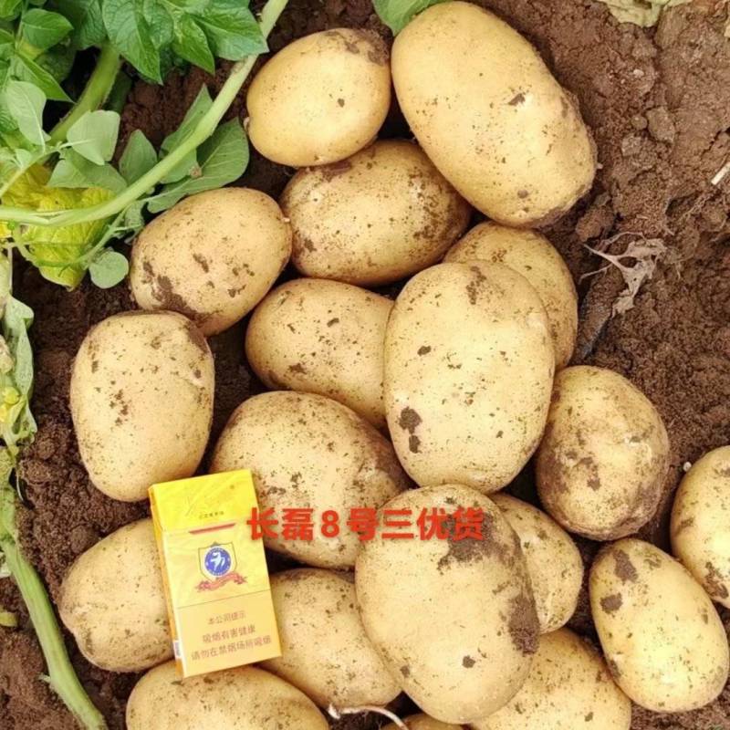 张家口坝上土豆大量上市可直发全国各地蔬菜批发市场、商超