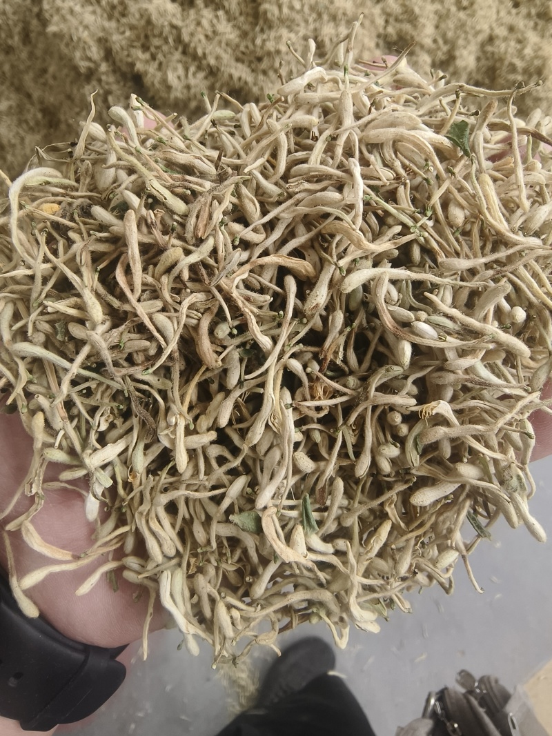 山东金银花包全检农残常年收购可按需供货