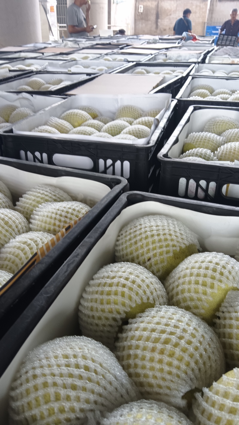 砀山酥梨大量有现货，保质保量，包装全套服务，代发代办