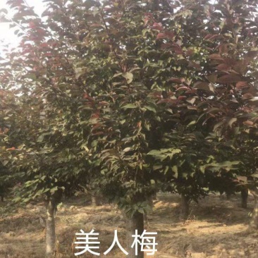 美人梅