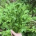 云南特色蕨菜