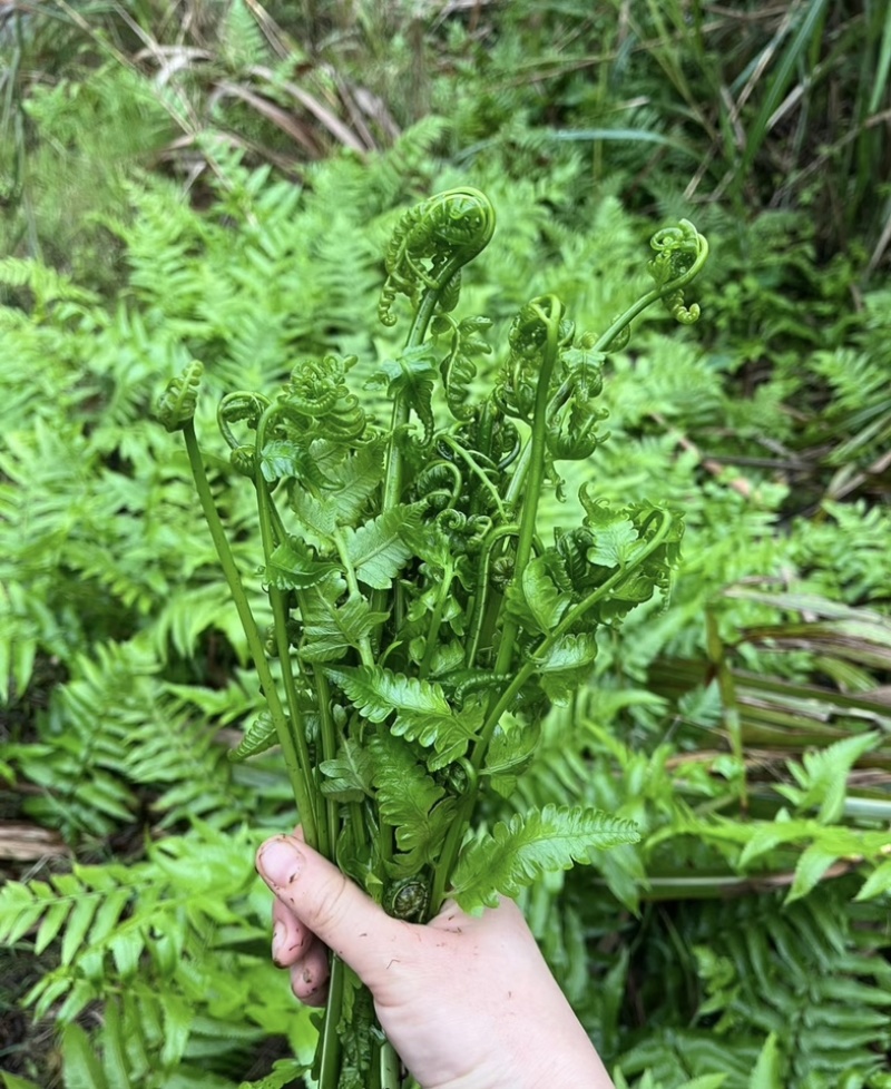云南特色蕨菜