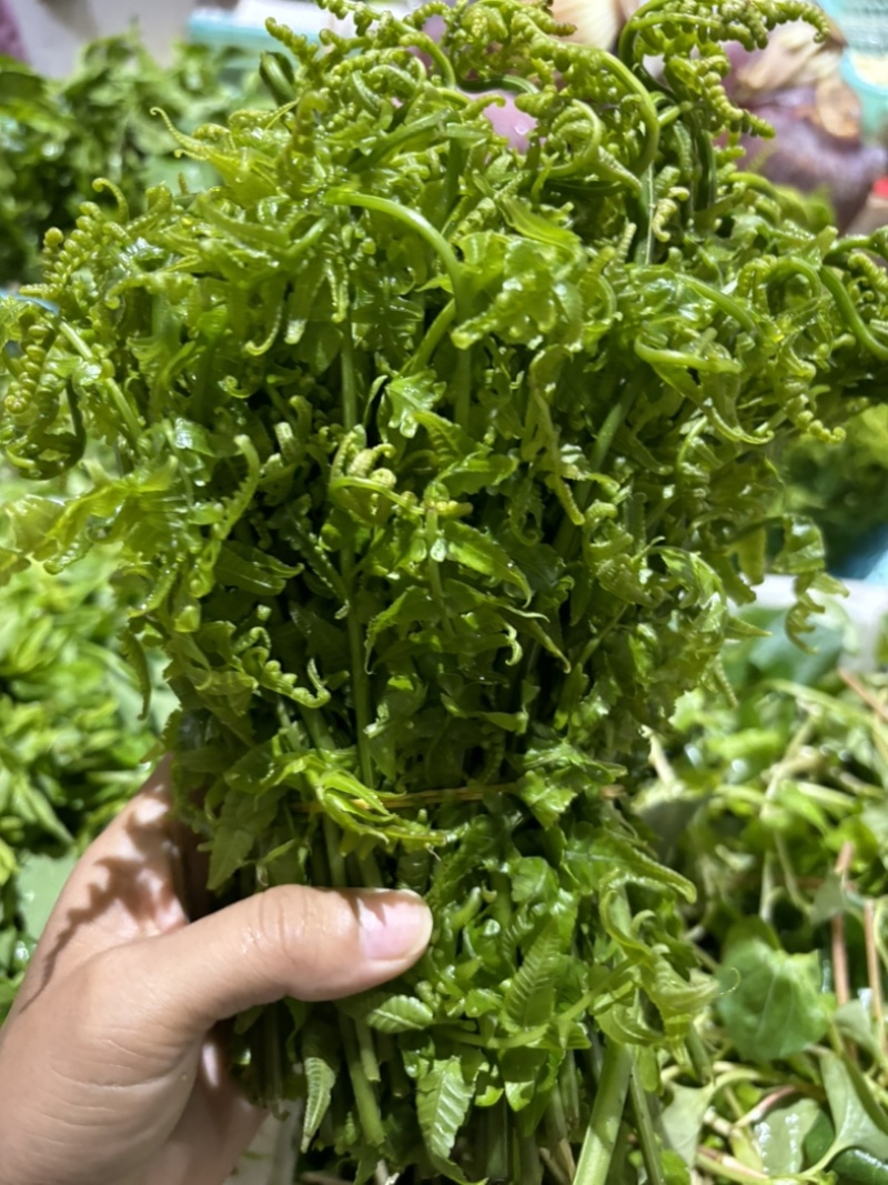 云南特色蕨菜