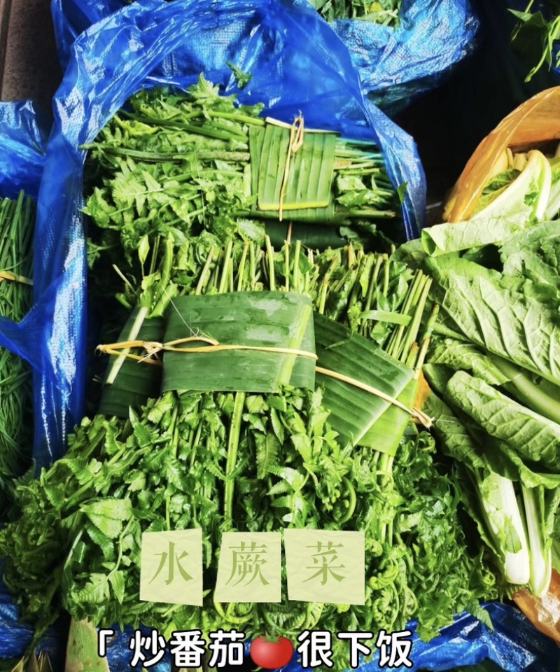 云南特色蕨菜