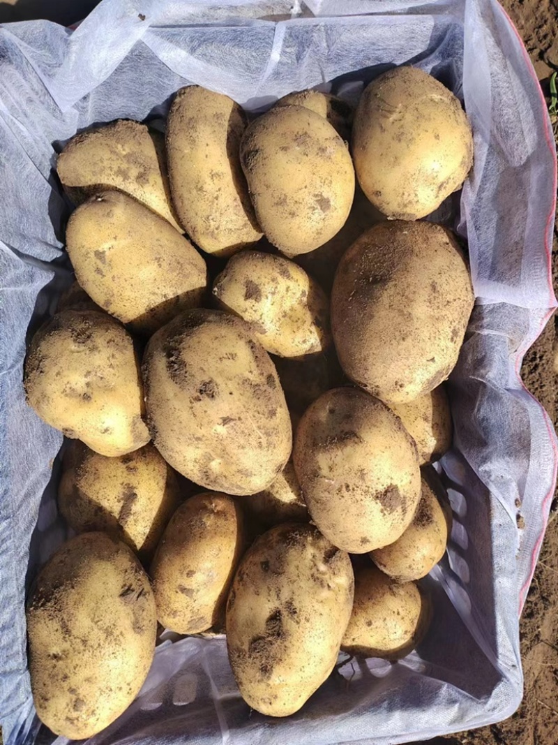 沃土3两无毛病，薯行好，颜色好，个头大，喜欢的来