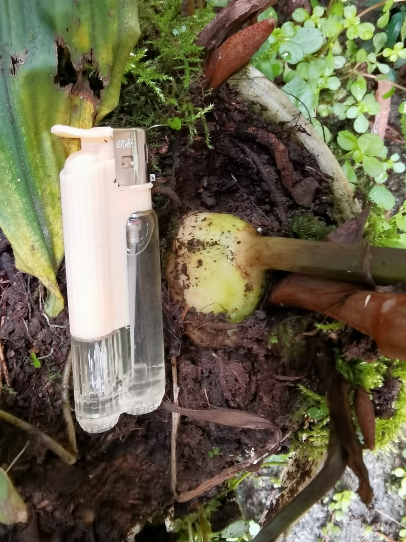 毛慈菇直播苗，成活率高，包技术，欢迎各位老板随时咨询