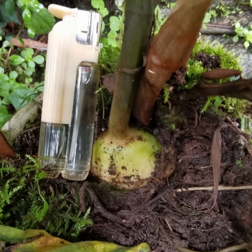 毛慈菇直播苗，成活率高，包技术，欢迎各位老板随时咨询