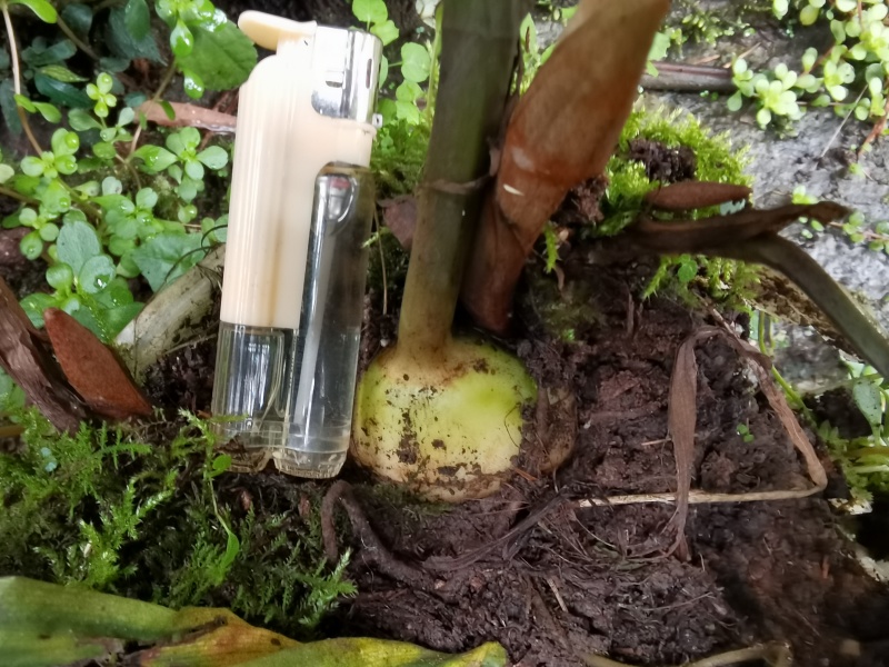 毛慈菇直播苗，成活率高，包技术，欢迎各位老板随时咨询
