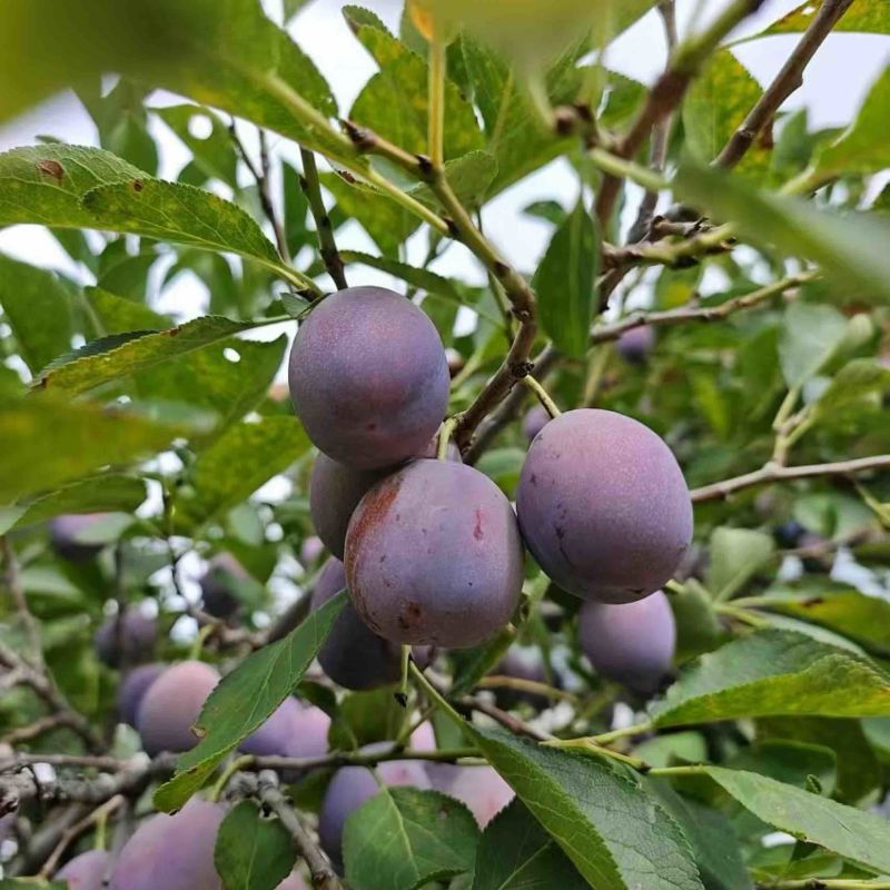 河北西梅大果