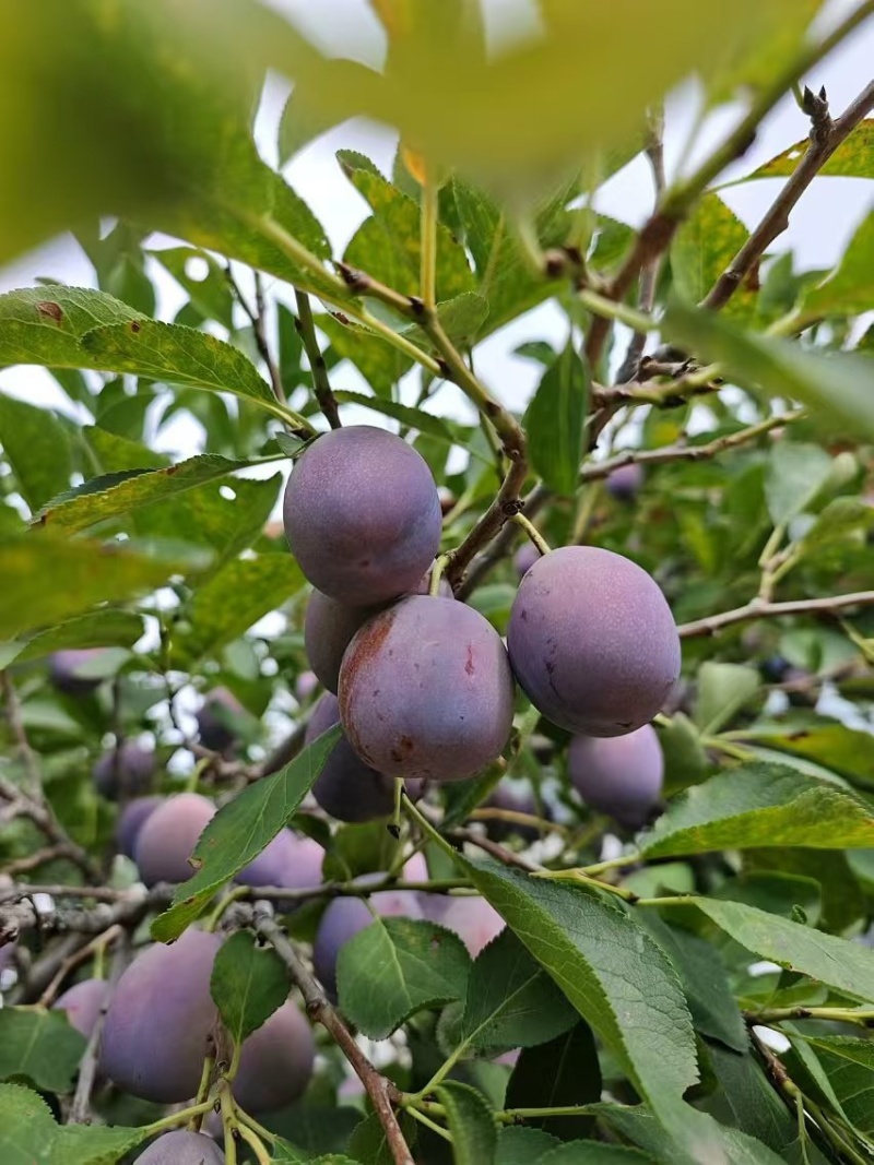 河北西梅大果