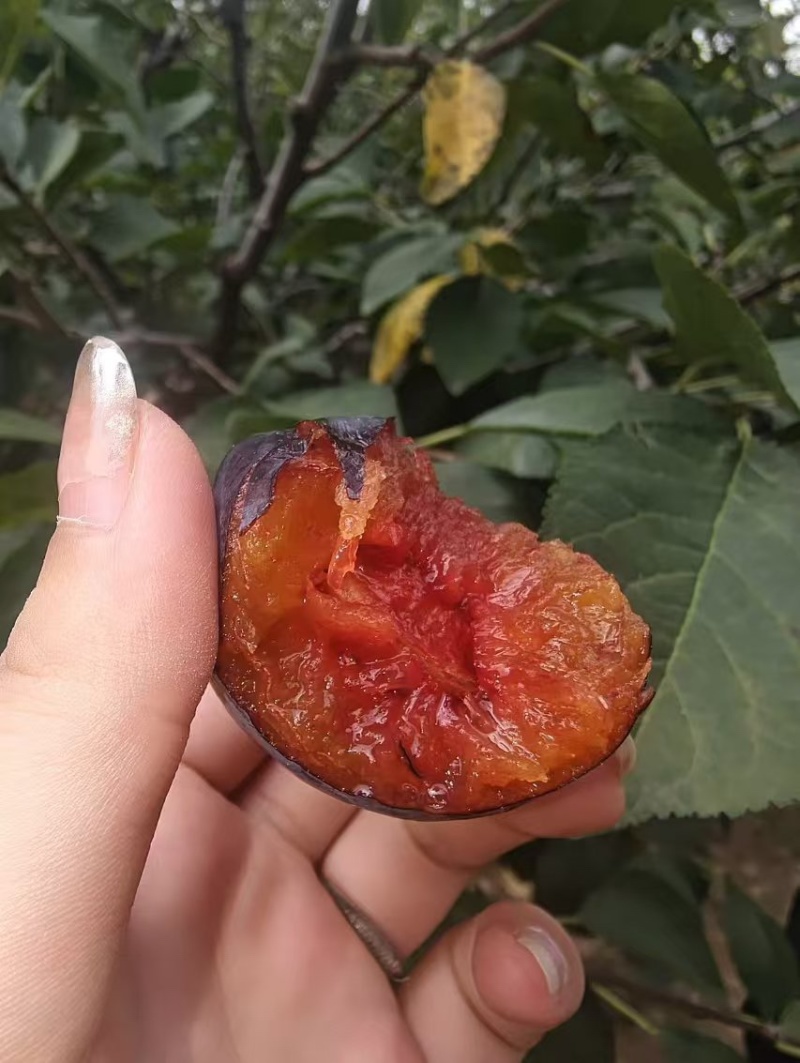 河北西梅大果