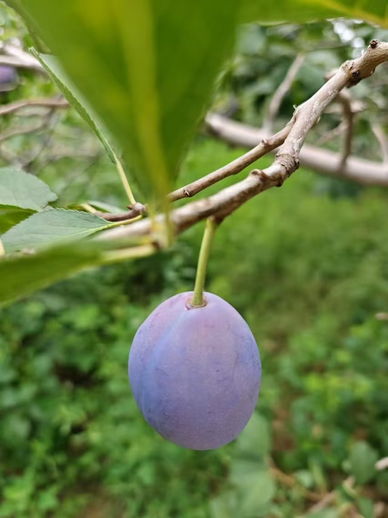河北西梅大果